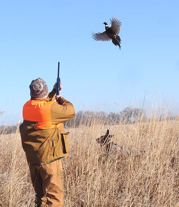 Iowa Pheasant Hunting Preserve Article